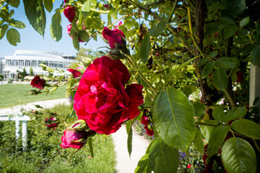 Blick auf das Kongresshaus Rosengarten, im Vordergrund eine Rosenblüte