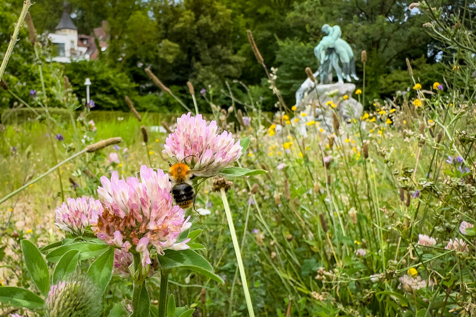 Die Blühfläche im Rosengarten mit Biene