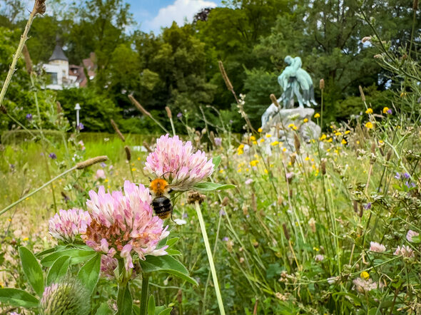 Die Blühfläche im Rosengarten mit Biene