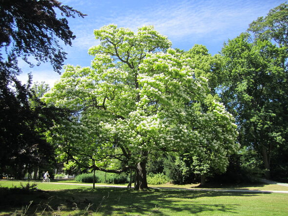 Die Katalpa im Hofgarten