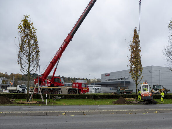 Zwei der neuen Platanen in der Bamberger Straße