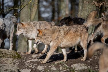 Wolf,,Photo,Taken,In,Wildpark,In,Germany,During,February,2022